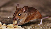24 Hour & Emergency Exterminators in Island City, IN